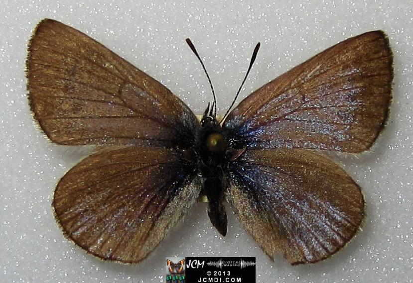 Glaucopsyche lygdamus australis (Southern Blue Butterfly)